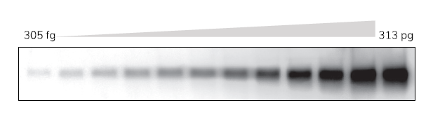 image005.png