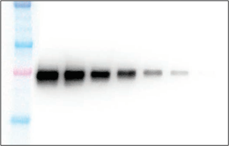 image007.png