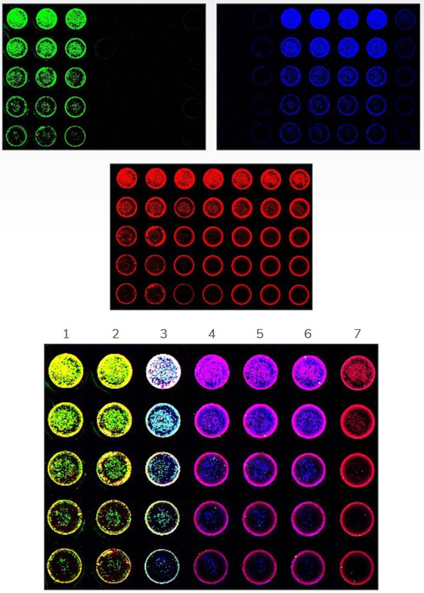 将连续稀释的hela细胞播种到96孔板中,培养,固定和透化.