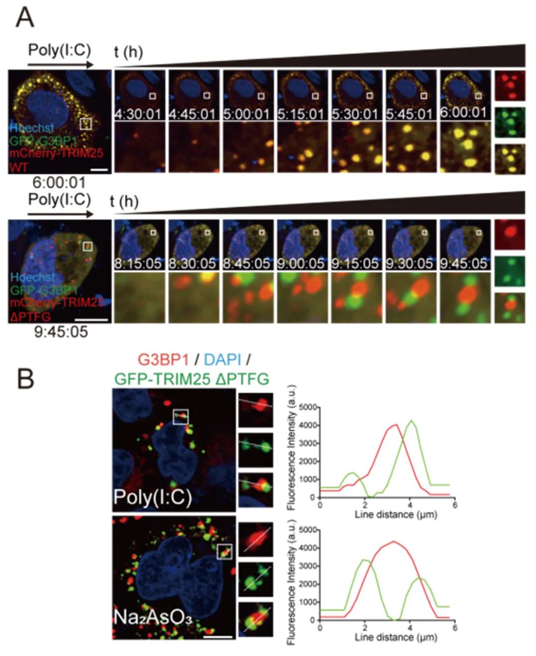 1742538867399409.jpg 1742538867399409.jpg